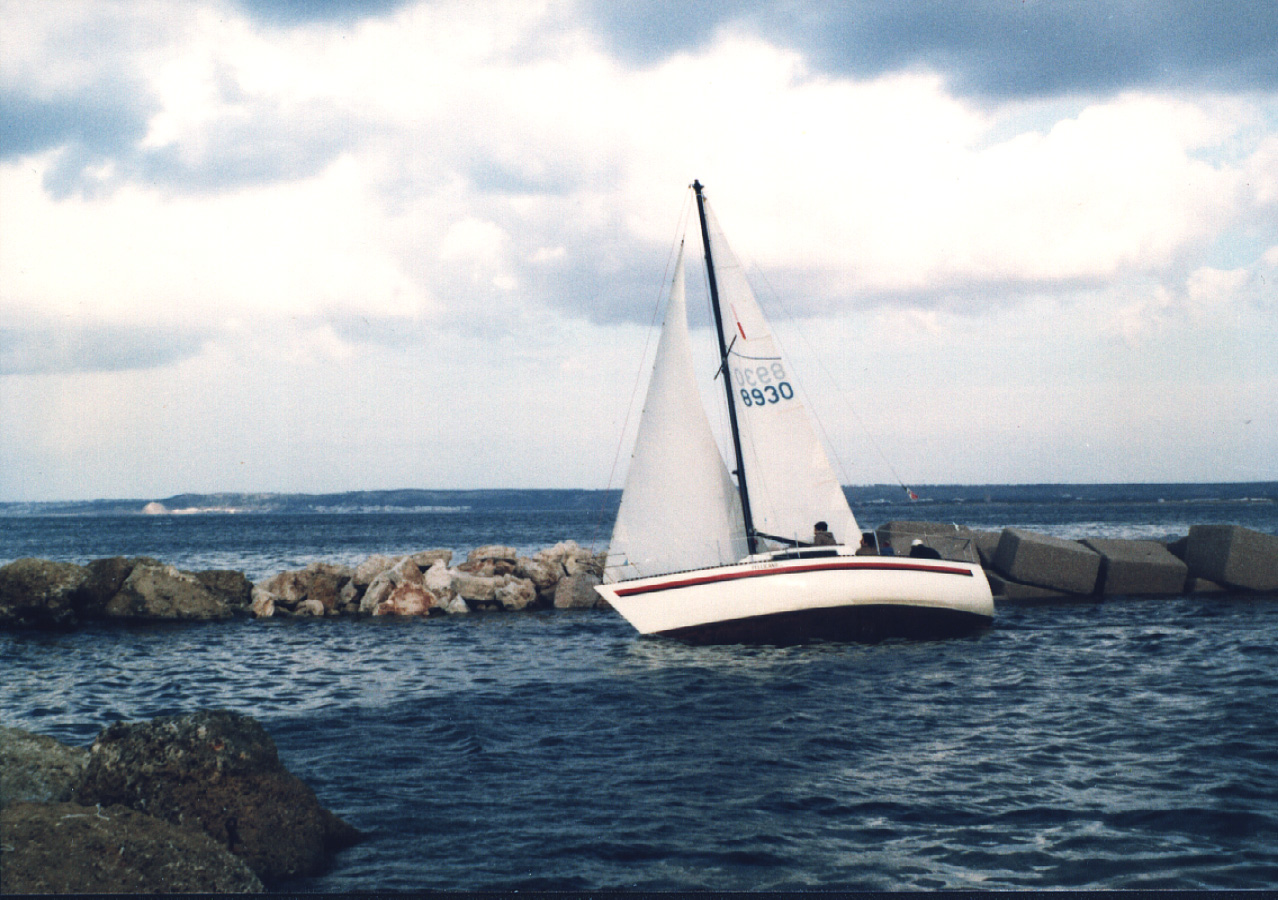 Pellicano 96.jpg